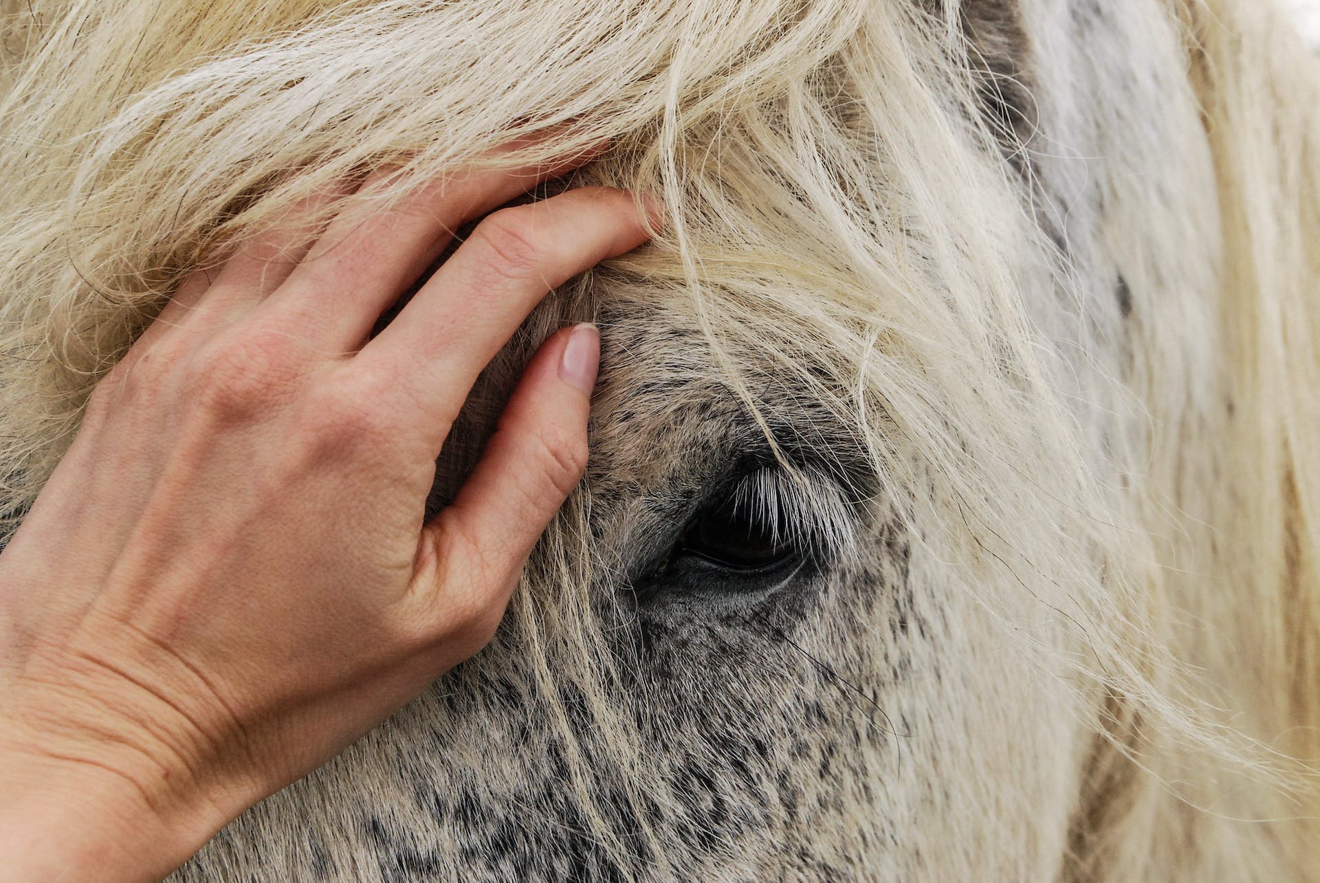 Essential Tips for Proper Horse Care: A Comprehensive Guide